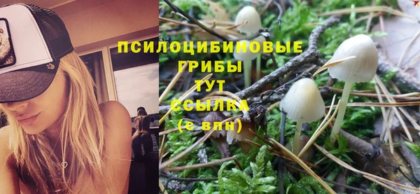 прущие грибы Абинск