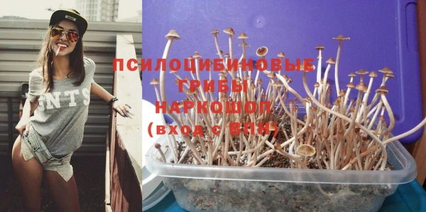 прущие грибы Абинск